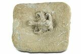 Fossil Crinoid (Onychocrinus) - Crawfordsville, Indiana #344762-1